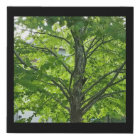 Écureuil Peekaboo dans l'arbre