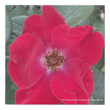 Grèyforaday Rouge Floral