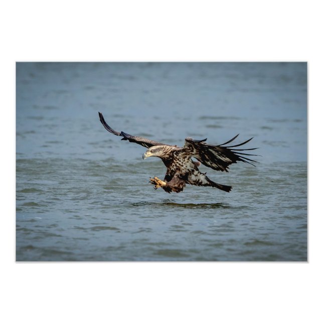 Immature Bald Eagle diving for a fish Photo Print (Front)