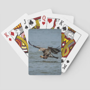 Immature Bald Eagle diving for a fish Playing Cards