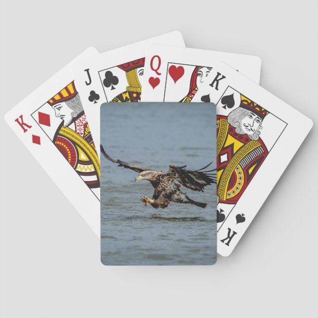 Immature Bald Eagle diving for a fish Playing Cards (Back)