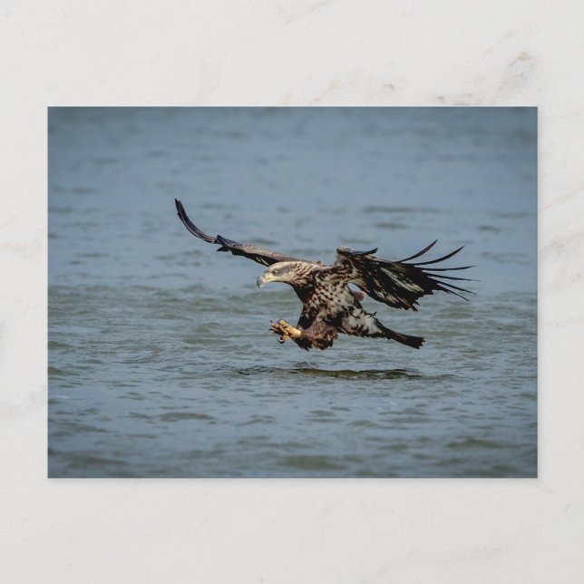 Immature Bald Eagle diving for a fish Postcard (Front)