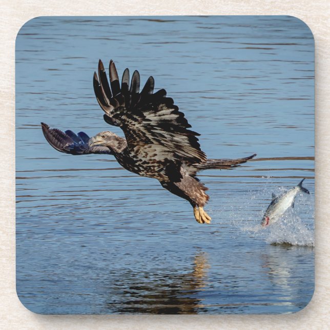Immature Bald Eagle dropping a fish Coaster (Front)