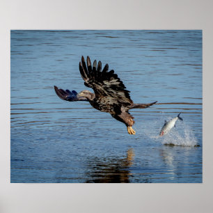 Immature Bald Eagle dropping a fish Poster
