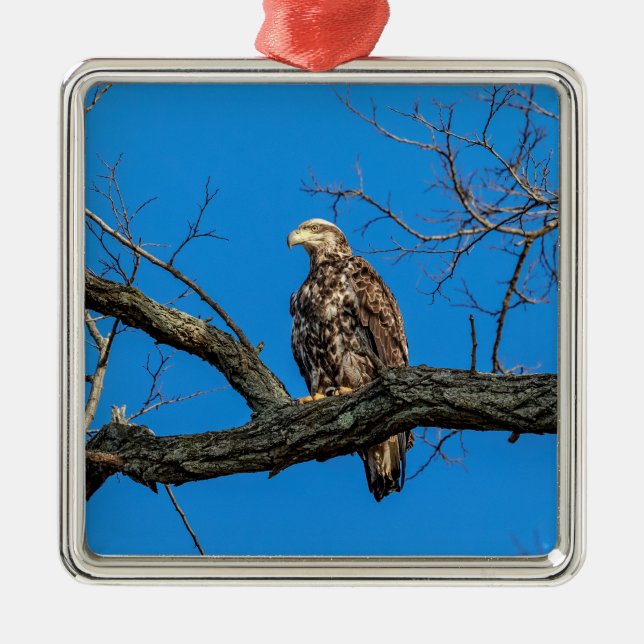 Immature Bald Eagle in Peekskill, NY Metal Ornament (Front)