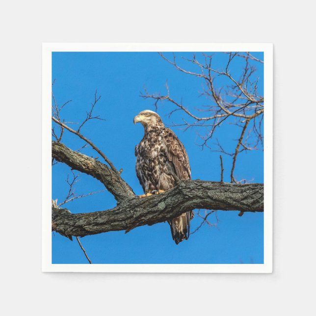 Immature Bald Eagle in Peekskill, NY Napkin (Front)