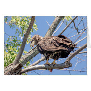 Immature Bald Eagle with a Catfish
