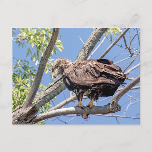 Immature Bald Eagle with a Catfish Postcard (Front)