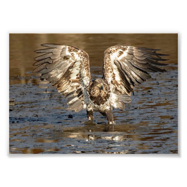 Immature Eagle Standing In Mud Photo Print (Front)