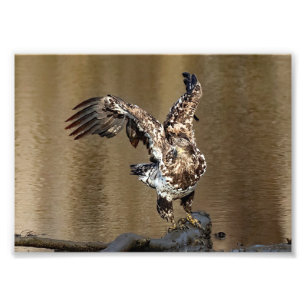 Immature Eagle With  Muddy Feet Photo Print