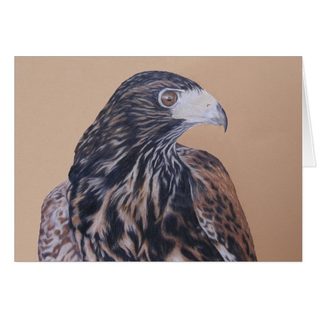 Immature Harris Hawk (Front Horizontal)