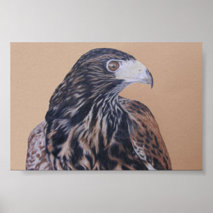 Immature Harris Hawk Poster