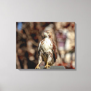 Immature Red Tailed Hawk Canvas Print