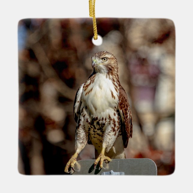 Immature Red Tailed Hawk Ceramic Ornament (Front)
