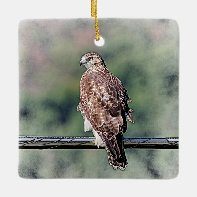 Immature Red Tailed Hawk Ceramic Ornament (Front)
