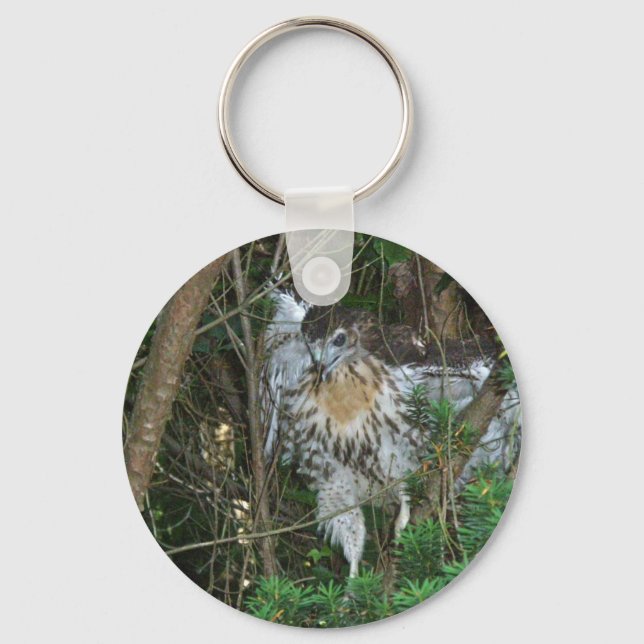 Immature Red Tailed Hawk Coordinating Items Keychain (Front)