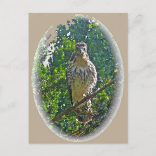 Immature Red Tailed Hawk Coordinating Items Postcard