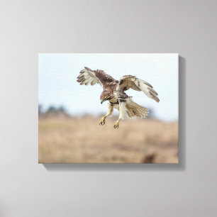 Immature Red Tailed Hawk Hovering Canvas Print