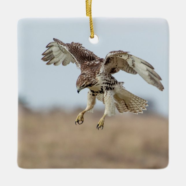 Immature Red Tailed Hawk Hovering Ceramic Ornament (Front)