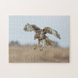 Immature Red Tailed Hawk Hovering Jigsaw Puzzle