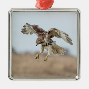 Immature Red Tailed Hawk Hovering Metal Ornament