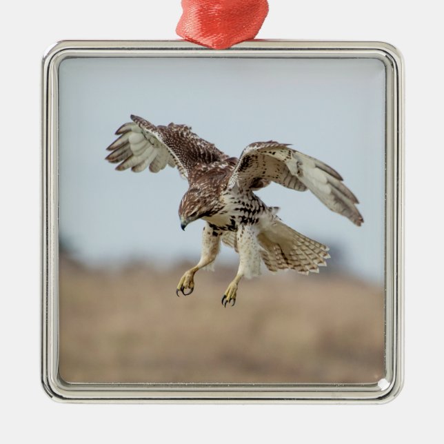 Immature Red Tailed Hawk Hovering Metal Ornament (Front)