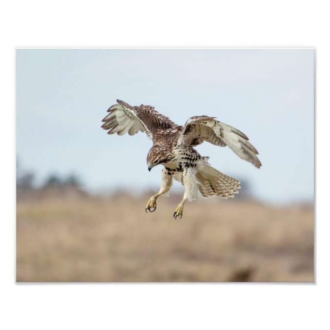 Immature Red Tailed Hawk Hovering Photo Print (Front)