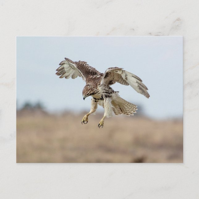 Immature Red Tailed Hawk Hovering Postcard (Front)