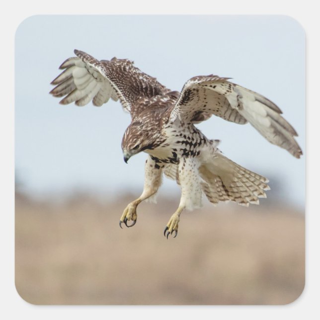 Immature Red Tailed Hawk Hovering Square Sticker (Front)