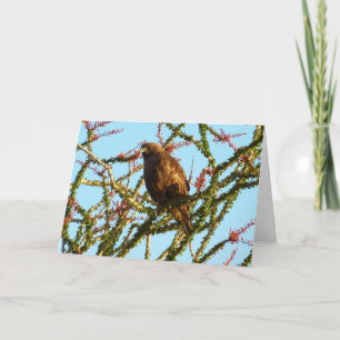 Immature Red-Tailed Hawk in Ocotillo Bush Card