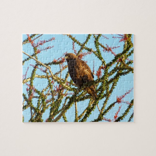 Immature Red-Tailed Hawk in Ocotillo Bush Jigsaw Puzzle (Horizontal)
