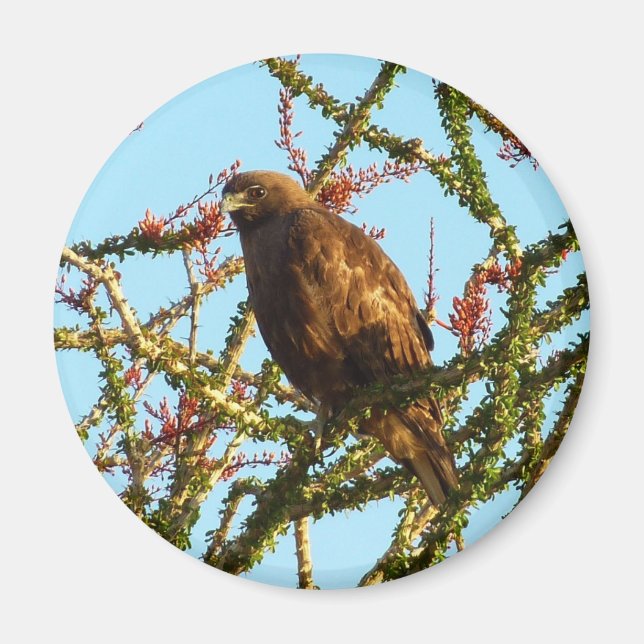 Immature Red-Tailed Hawk in Ocotillo Bush Magnet (Front)