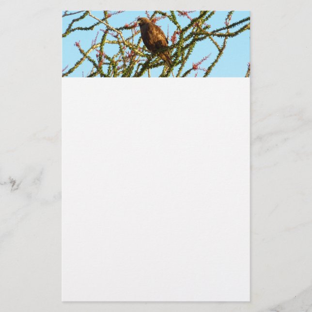 Immature Red-Tailed Hawk in Ocotillo Bush Stationery (Front)