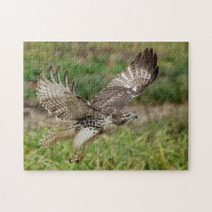 Immature Red Tailed Hawk Jigsaw Puzzle