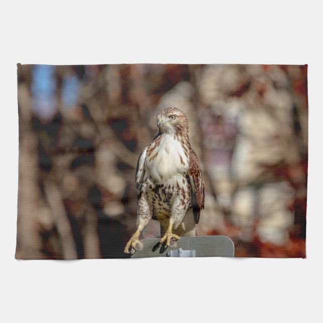 Immature Red Tailed Hawk Kitchen Towel (Horizontal)