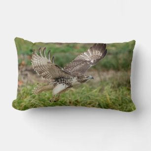 Immature Red Tailed Hawk Lumbar Pillow