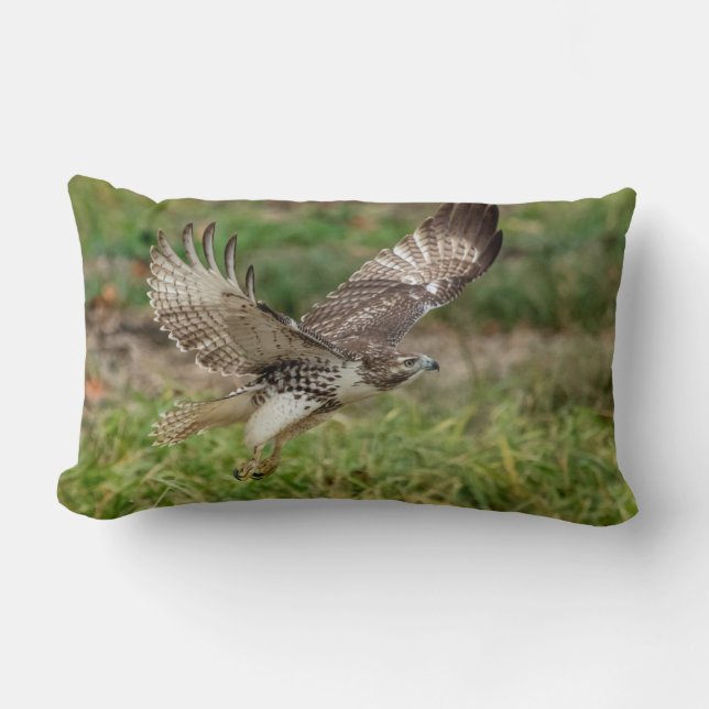 Immature Red Tailed Hawk Lumbar Pillow (Front)