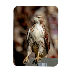 Immature Red Tailed Hawk Magnet