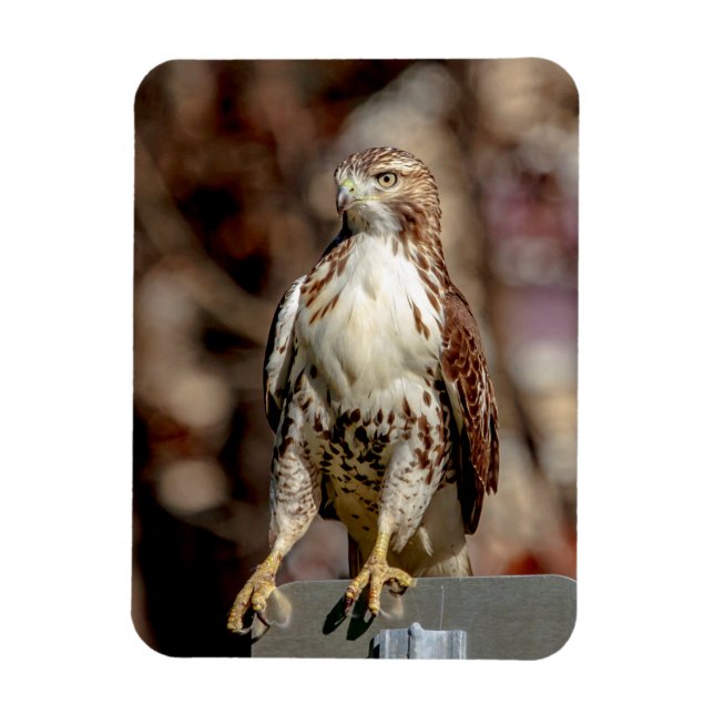 Immature Red Tailed Hawk Magnet (Vertical)