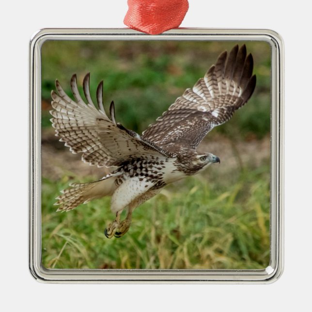 Immature Red Tailed Hawk Metal Ornament (Front)