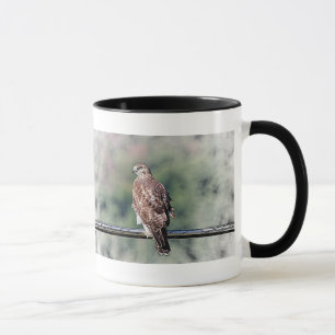 Immature Red Tailed Hawk Mug
