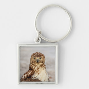 Immature Red-Tailed Hawk on the ground Keychain