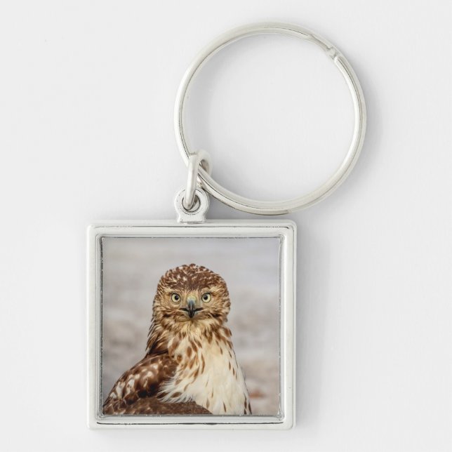 Immature Red-Tailed Hawk on the ground Keychain (Front)