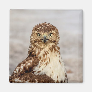 Immature Red-Tailed Hawk on the ground Magnet