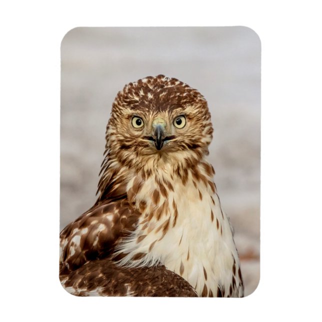 Immature Red-Tailed Hawk on the ground Magnet (Vertical)