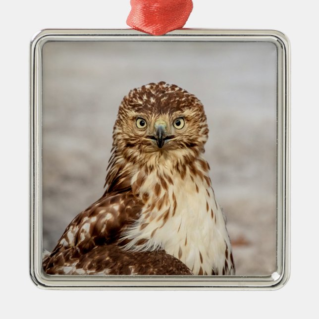 Immature Red-Tailed Hawk on the ground Metal Ornament (Front)