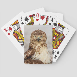 Immature Red-Tailed Hawk on the ground Playing Cards