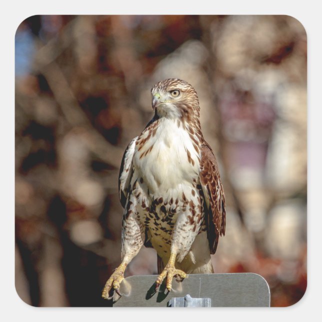 Immature Red Tailed Hawk Square Sticker (Front)