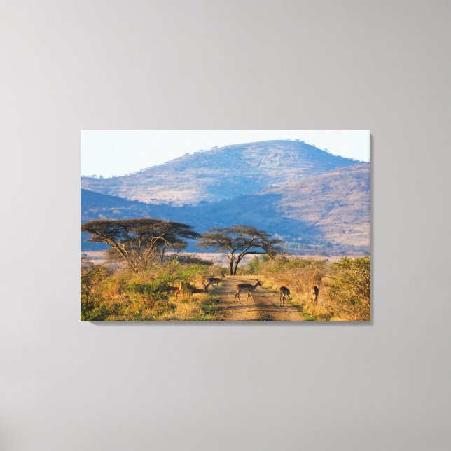 Impala (Aepyceros Melampus), Hluhluwe-Umfolozi Canvas Print (Front)