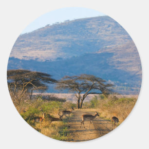 Impala (Aepyceros Melampus), Hluhluwe-Umfolozi Classic Round Sticker